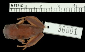 Media type: image;   Herpetology A-36001 Aspect: dorsal
